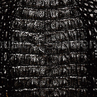 Black Caiman Gator Leather - Sl1022 Design Option