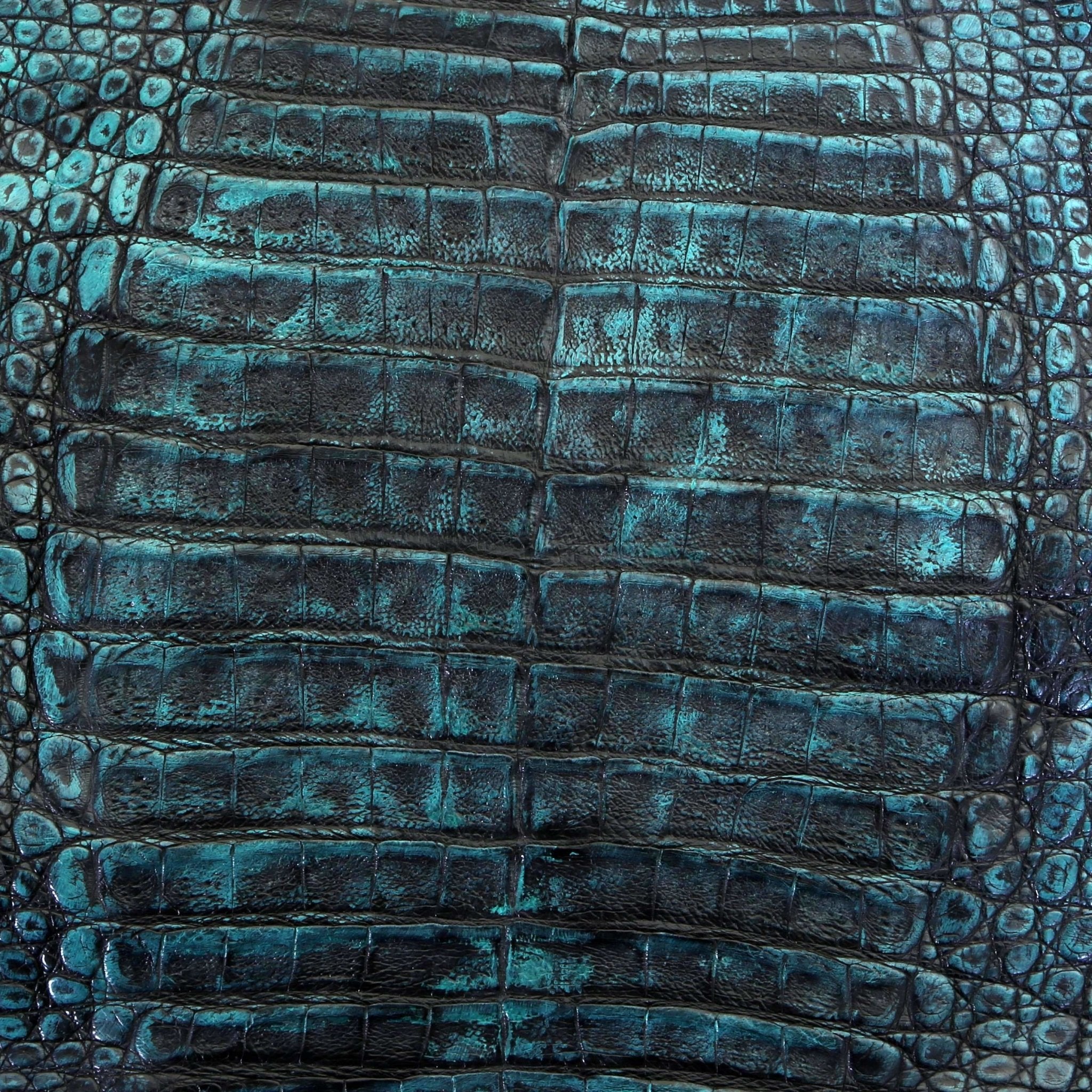 Turquoise and Black Caiman Gator - SL1137 - Double J Saddlery